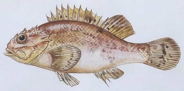 Fishes: Scorpaeniformes Scorpaenidae - Madeira rockfish (Scorpaena maderensis), illustration