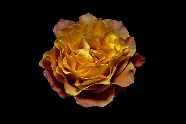 Flowers, Free Spirit Rose, Rosa