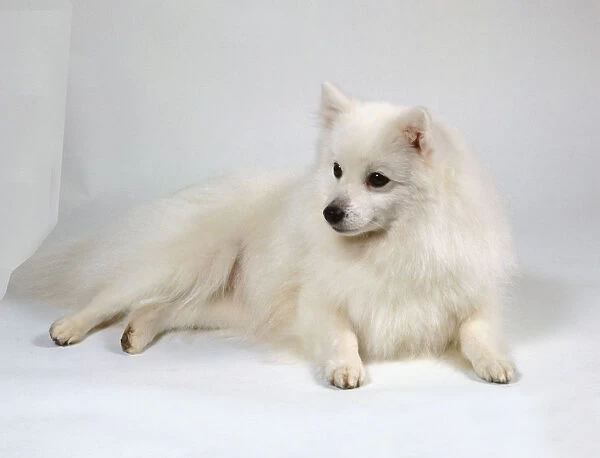 A fluffy white Japanese spitz dog lies on the floor with its small triangular ears erect