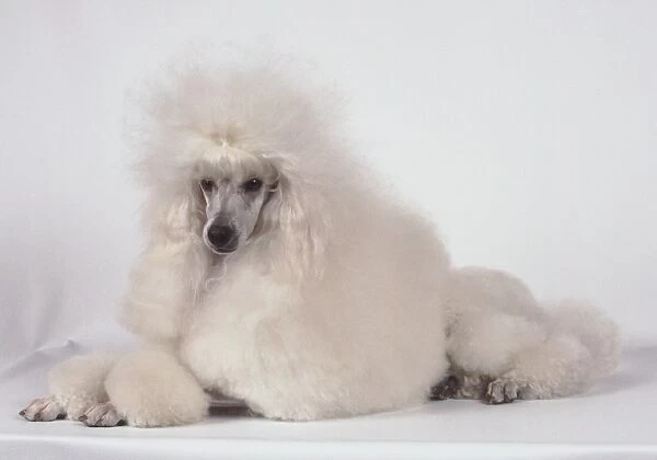 A fluffy white miniature poodle with a neatly trimmed coat, sprawled on all fours