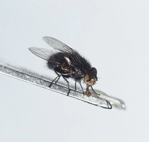A fly, feeding, side view