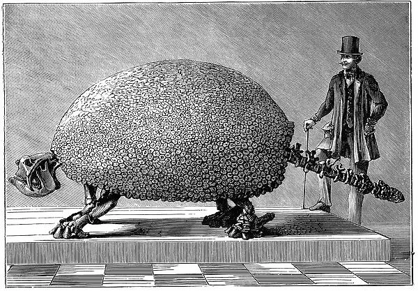 Fossil of giant armadillo from South America, with human figure giving idea of size