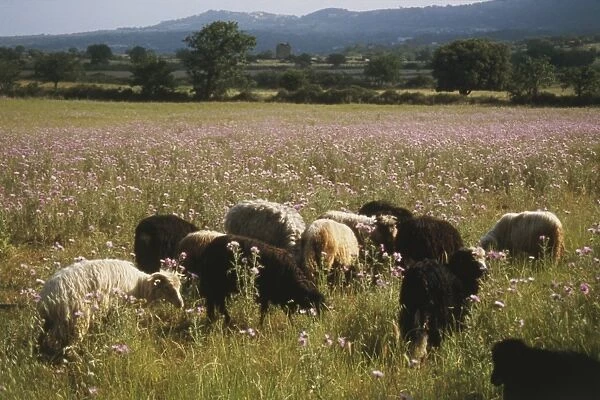 France, Northern Corsica, black and white Sheep (Ovis aries) grazing in flowering field, mountain range in background