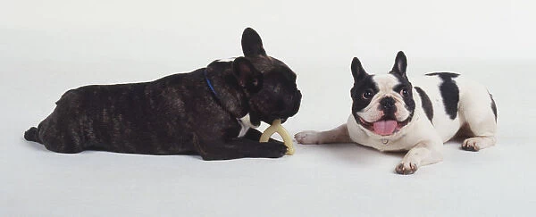 Two French Bulldogs play with a toy