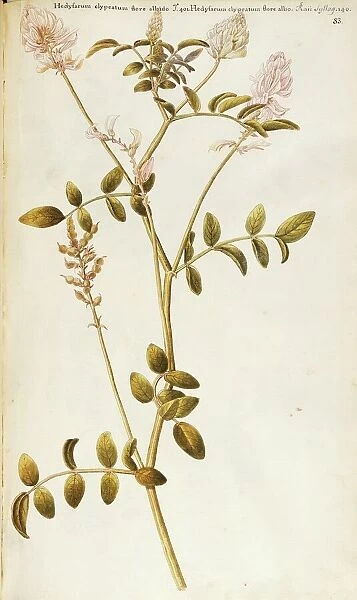 French Honeysuckle (Hedysarum coronarium), Fabaceae, herbaceous plant cultivated in Italy, watercolor, 1754