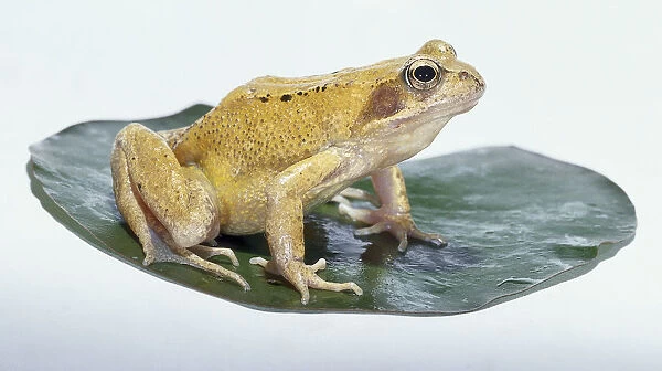 A frog on a lily pad