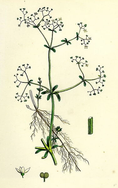 Galium palustre, var. elongatum, Marsh Bedstraw, var. a
