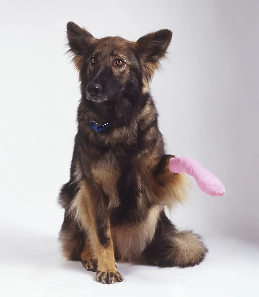 A German Shepherd Dog (Canis familiaris) raising its bandaged paw, front view