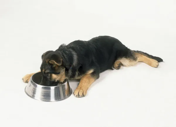 German shepherd puppy eating from dog bowl