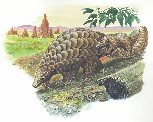 Giant Pangolin Manis gigantea carrying young on tail, illustration