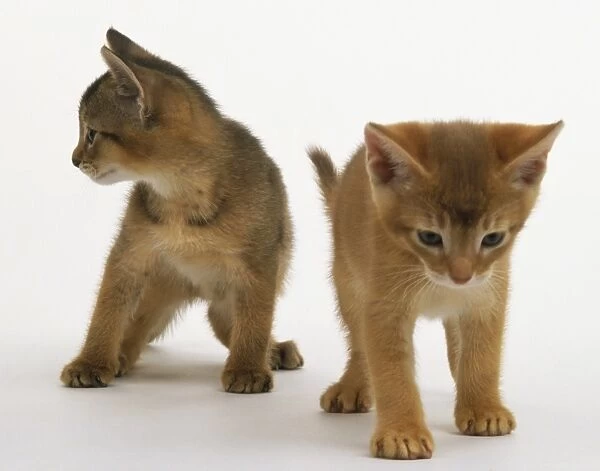Ginger and grey kittens, front view