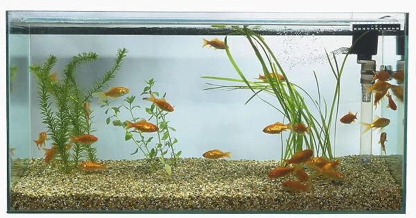 Goldfish (Carassius auratus) swimming in large rectangular