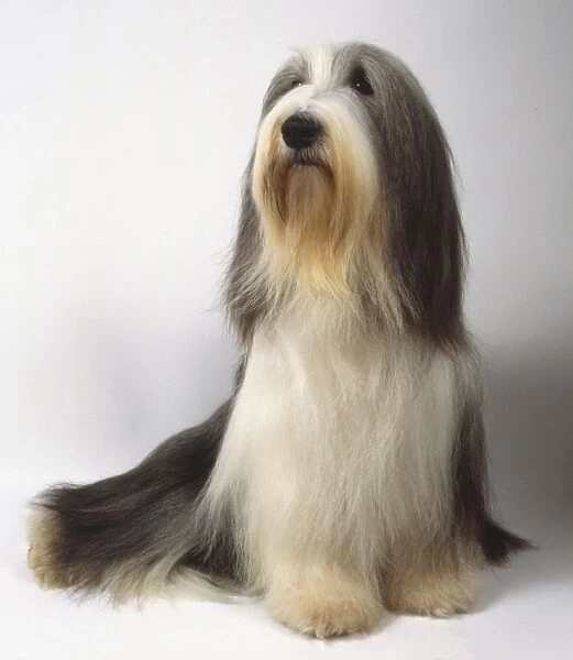A gray and white bearded collie with a long silky coat and a brown beard sits on the floor