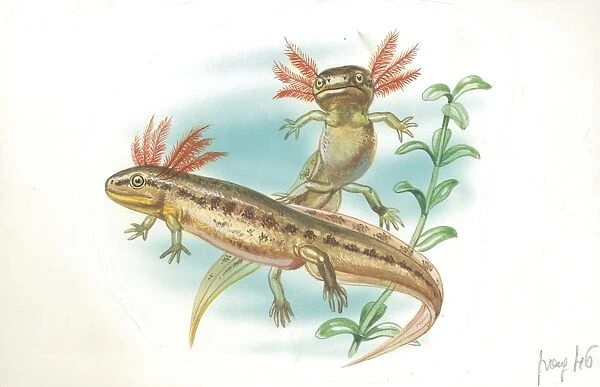 Great Crested Newt Triturus cristatus tadpoles in water, illustration