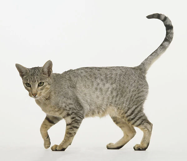 Grey Cat (Felis catus) walking with its tail raised, side view