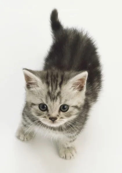 Grey kitten blue sales eyes for sale