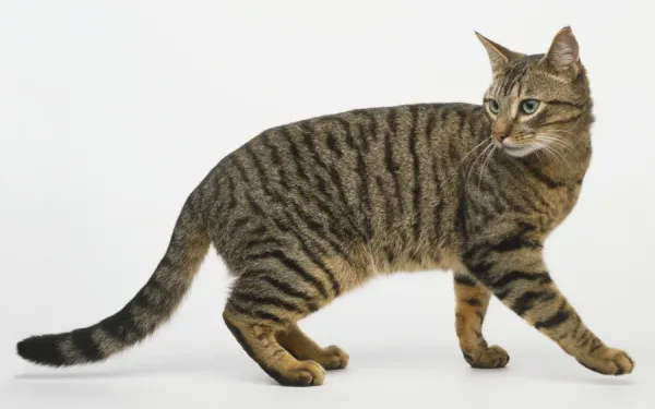 Grey Tabby Cat (Felis silvestris catus) turning to look behind it, side view