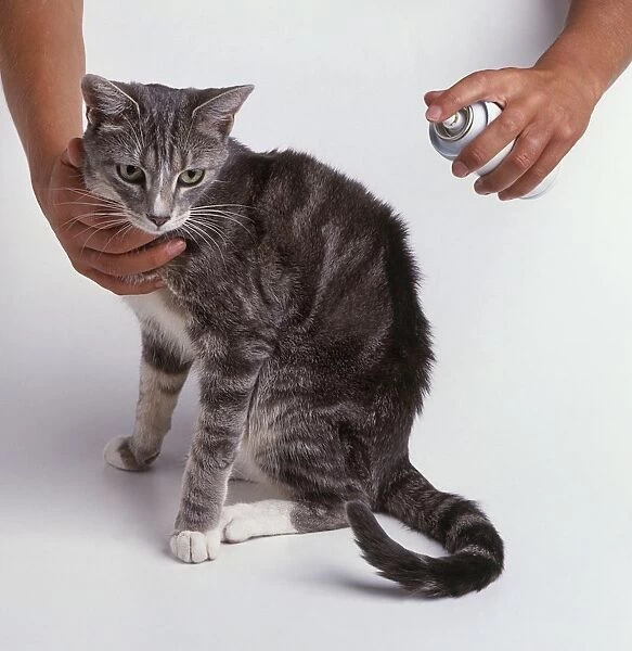 Grey tabby cat being sprayed with flea spray