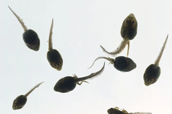 Group of tadpoles swimming, legs developing, large head, above view
