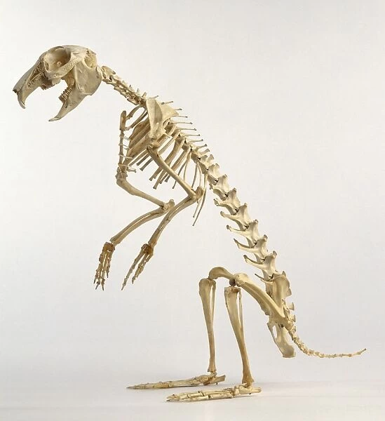 Hare skeleton, side view