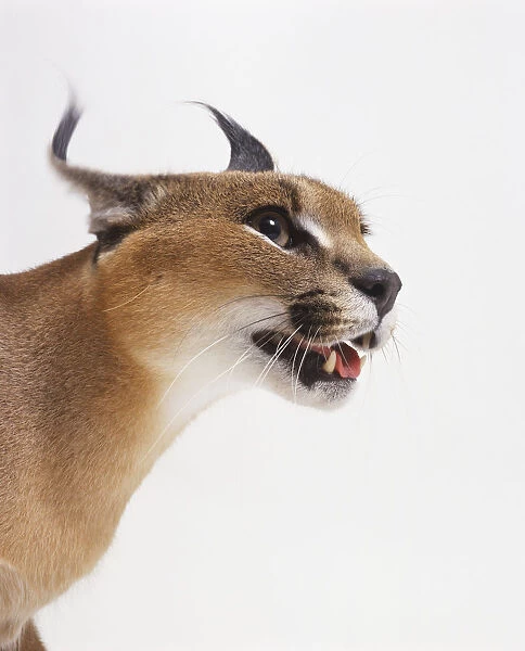 Head of Caracal (Felis caracal) with its mouth partially open, side view
