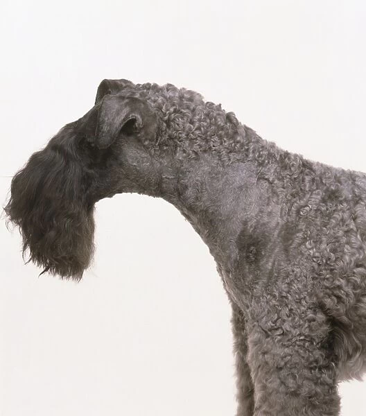 Head and shoulders of a Kerry Blue Terrier, standing, side view