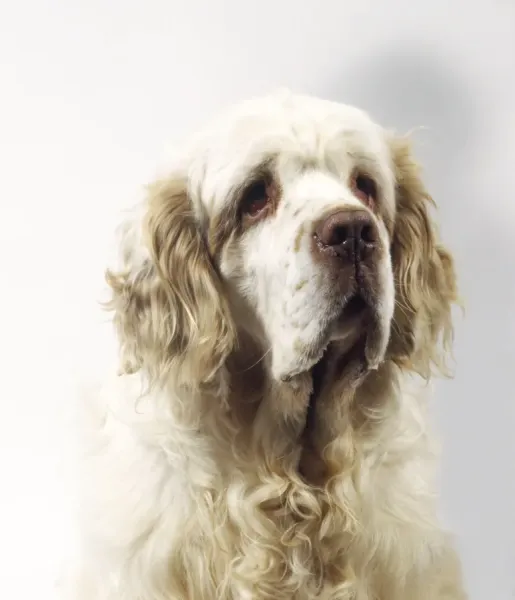 Lemon and White Clumber Spaniel Print (Front Art Prints