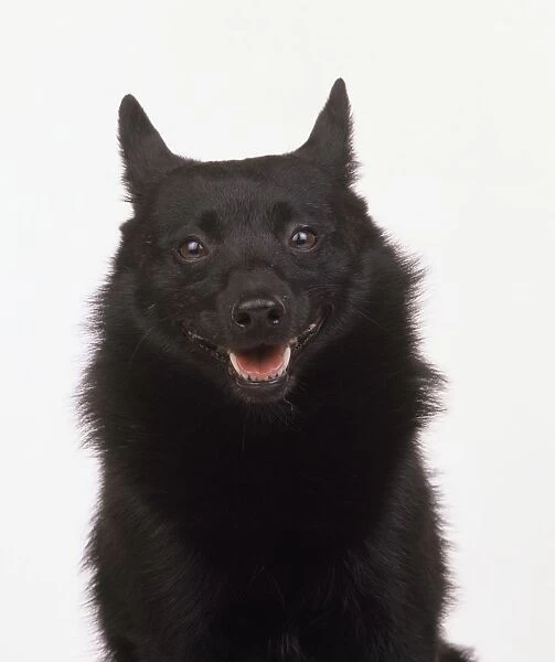 Head and shoulders of a Schipperke dog, looking at camera