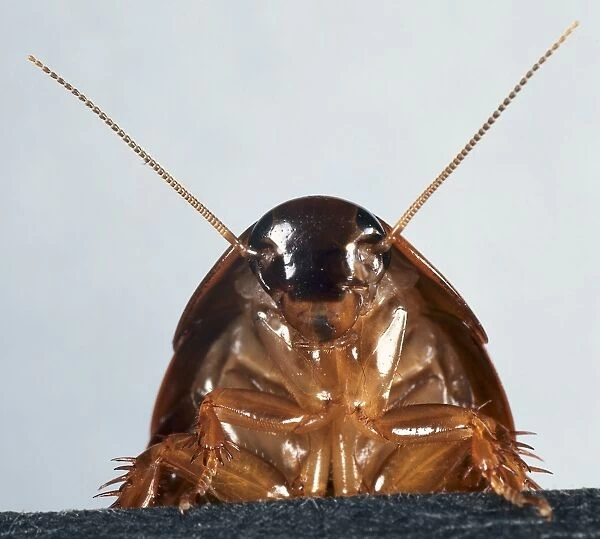 Head underside of a Surinam Cockroach (Pycnoscelus Surinamensis)