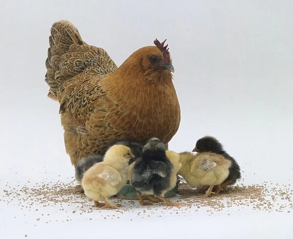 Hen standing with fluffy chicks