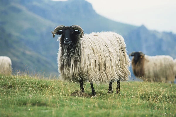 Herd of mountain Sheep (caprinae), front view