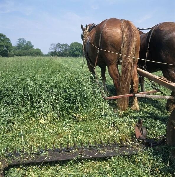 Two horses cutting grass with plough, rear view