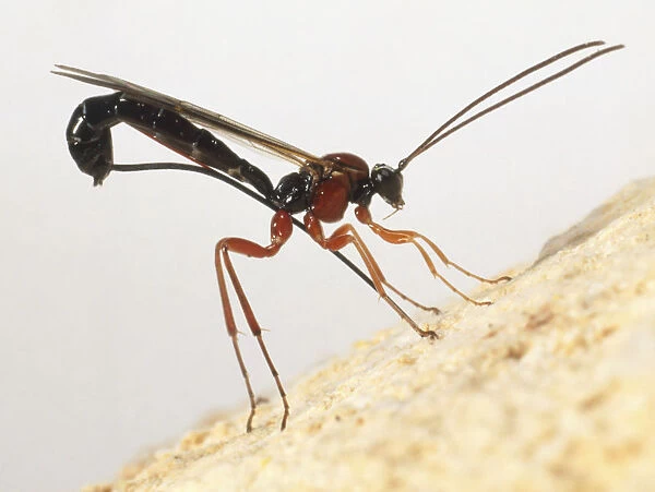 Ichneumon Wasp probing surface of wood with egg-laying tube to lay grubs