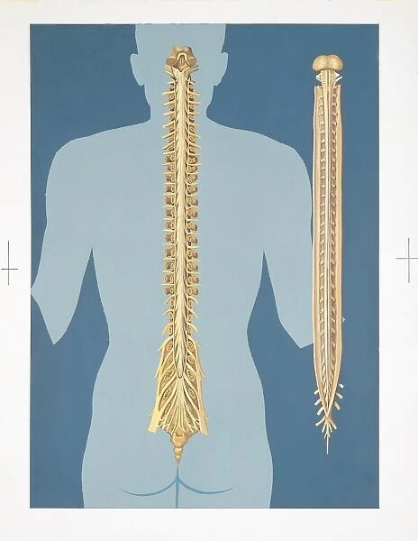 Illustration of human spinal cord