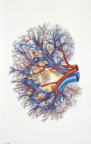 Illustration of kidney specimen