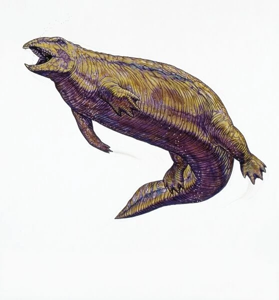 Illustration of Placodus