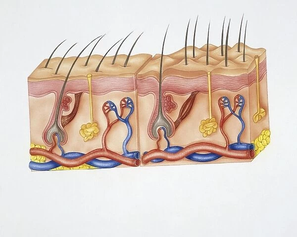 Illustration showing structure skin with hairs, sebaceous glands, nerve endings and circulatory system