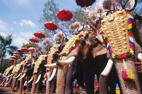 India, Kerala, row of elephants decorated with golden headdress and umbrella for the Pooram Festival, low angle side view