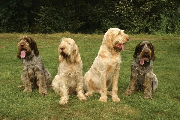 Four Italian Spinone dogs sitting on grass, two with dark coats and two with fair coats