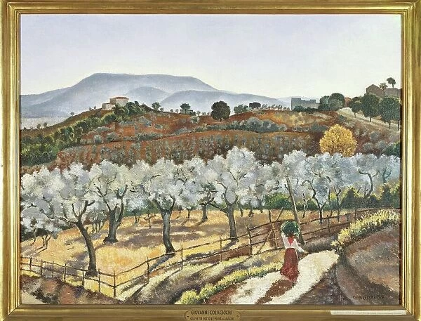 Italy, Florence, Olive grove outside the walls of Anagni, 1927
