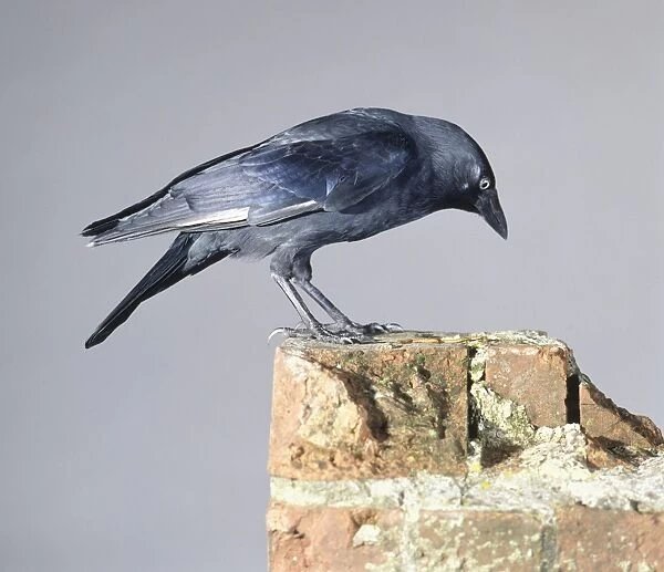 Jackdaw (Corvus monedula), black bird standing on edge of brick wall feeding on mealworms, side view