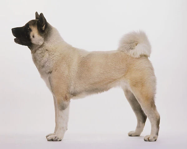 Japanese Akita (Canis familiaris) standing, side view