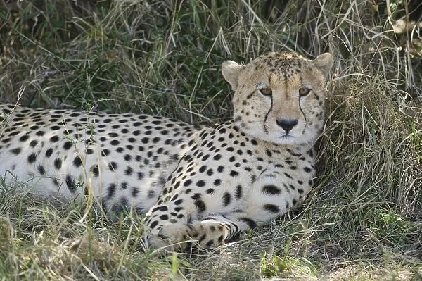 Kenya, Masai Mara National Reserve, Cheetah (Acinonyx jubatus) resting on grass, looking at camera