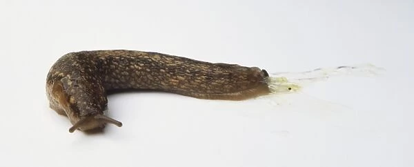 Kerry Slug (Geomalacus maculosus), close up