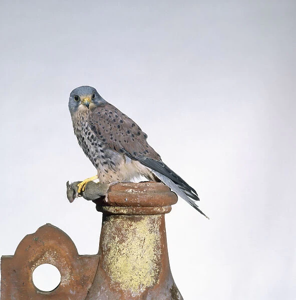Kestrel (Falco tinnunculus), bird of prey standing on earthenware chimney pot
