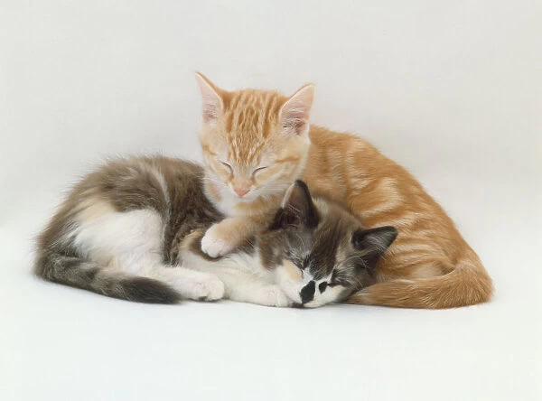 Two Kittens (Felis catus) lying together, with their eyes closed