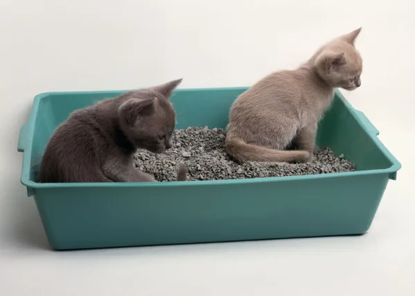 Kittens being trained to use a litter tray