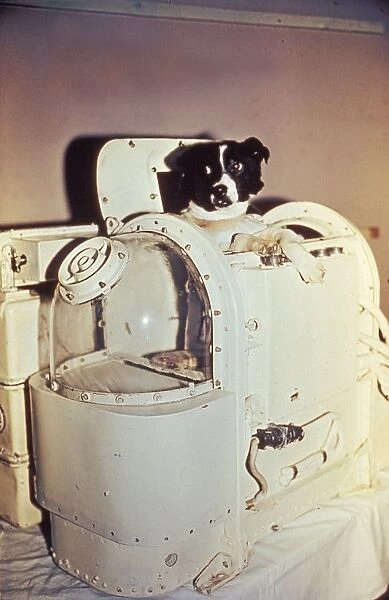 Laika, the first dog in space, in the sputnik 2 capsule