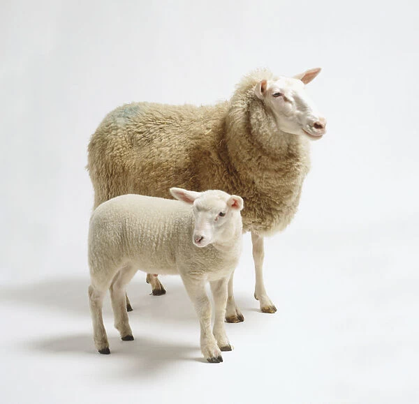 Lamb standing next to mother sheep (Ovis aries), side view