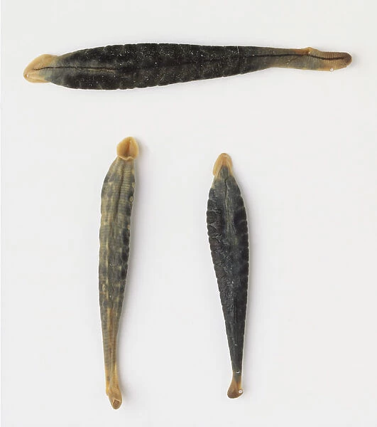 Three leeches, top view, with sucker-like mouths For sale as